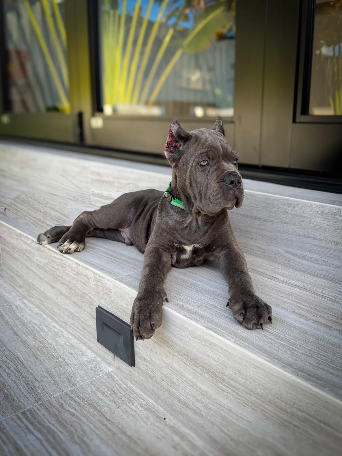 Cane Corso puppy from a past Pride Kennel litter, photo 2