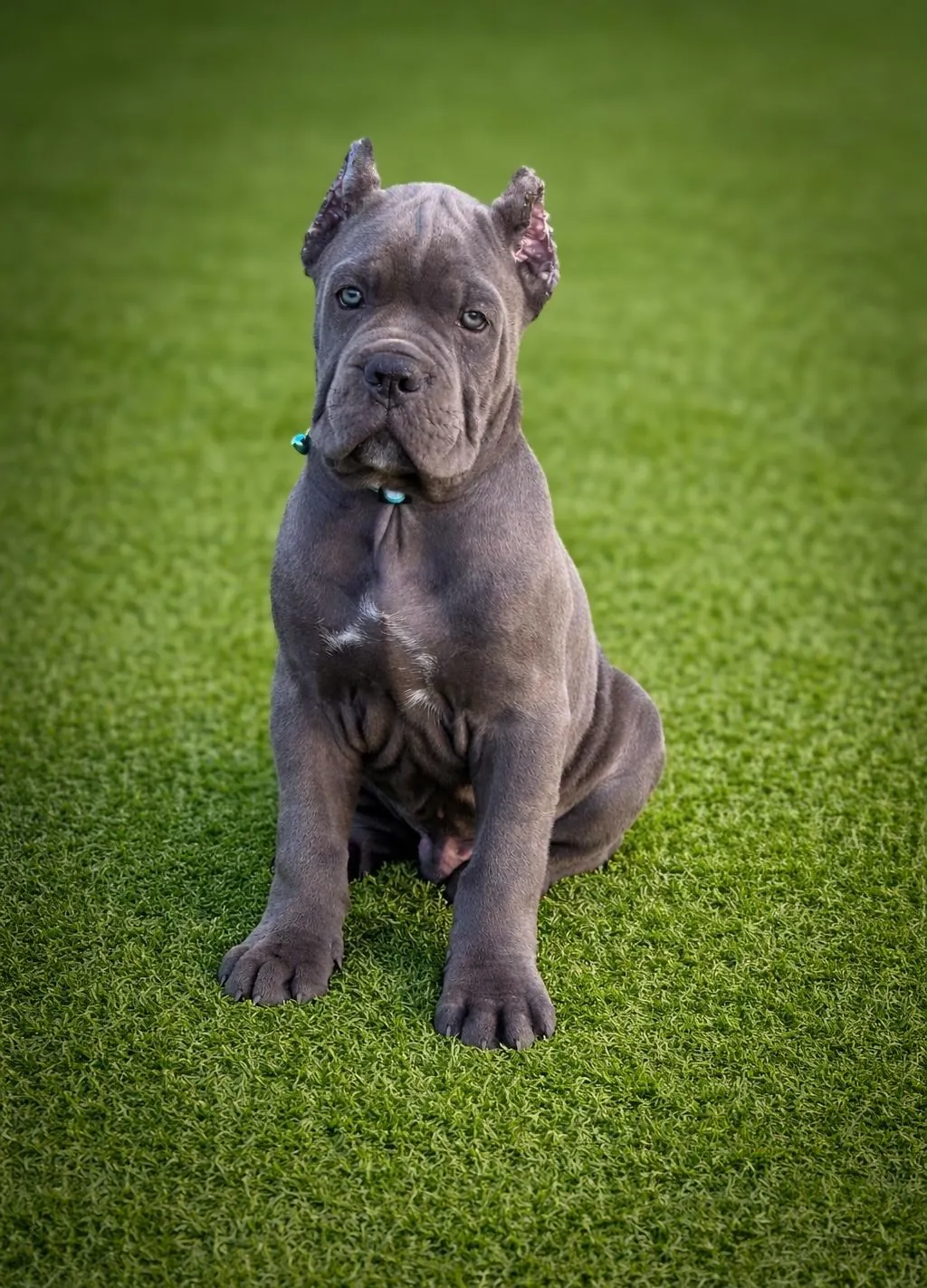 Cane Corso puppy from a past Pride Kennel litter, photo 8