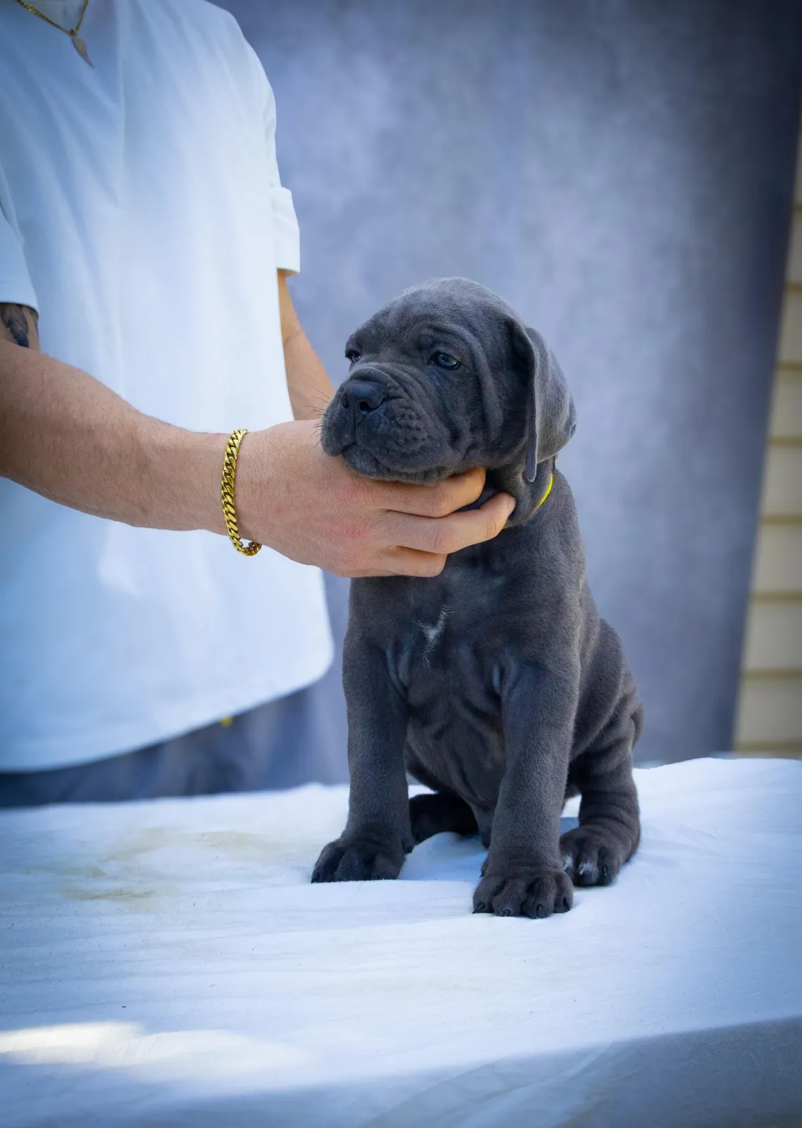 Cane Corso puppy from a past Pride Kennel litter, photo 17