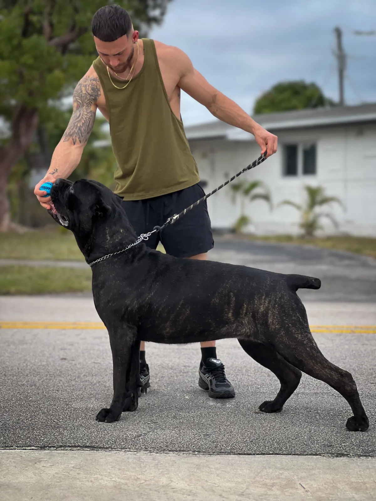 Candy F — female Cane Corso at Pride Kennel