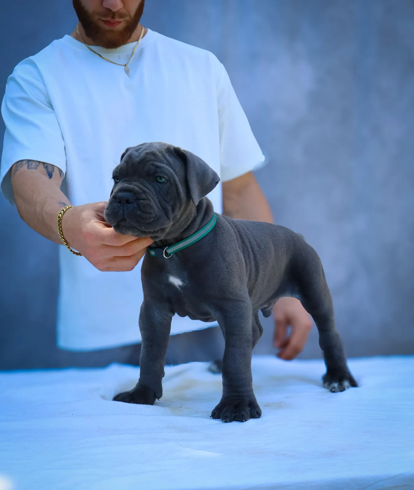 Cane Corso puppy from a past Pride Kennel litter, photo 11