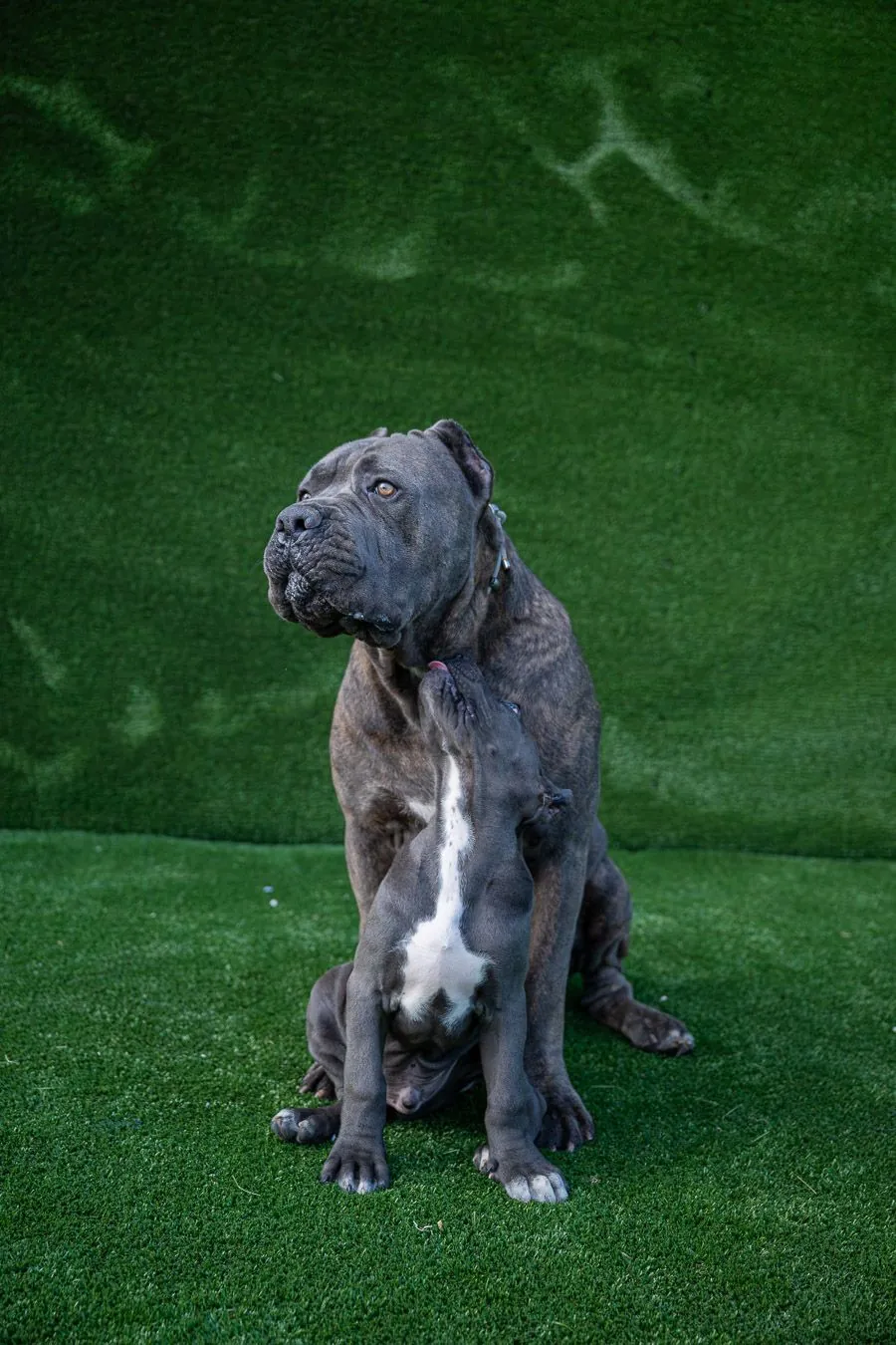 Cane Corso running