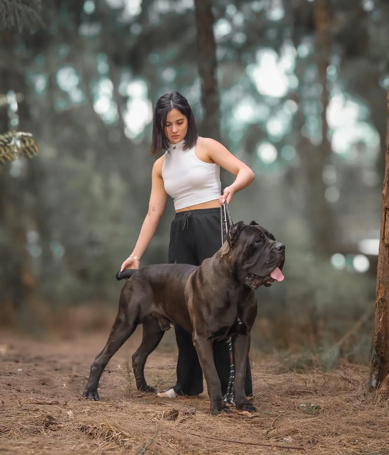 Pride Cane Corso family moment — forest portrait