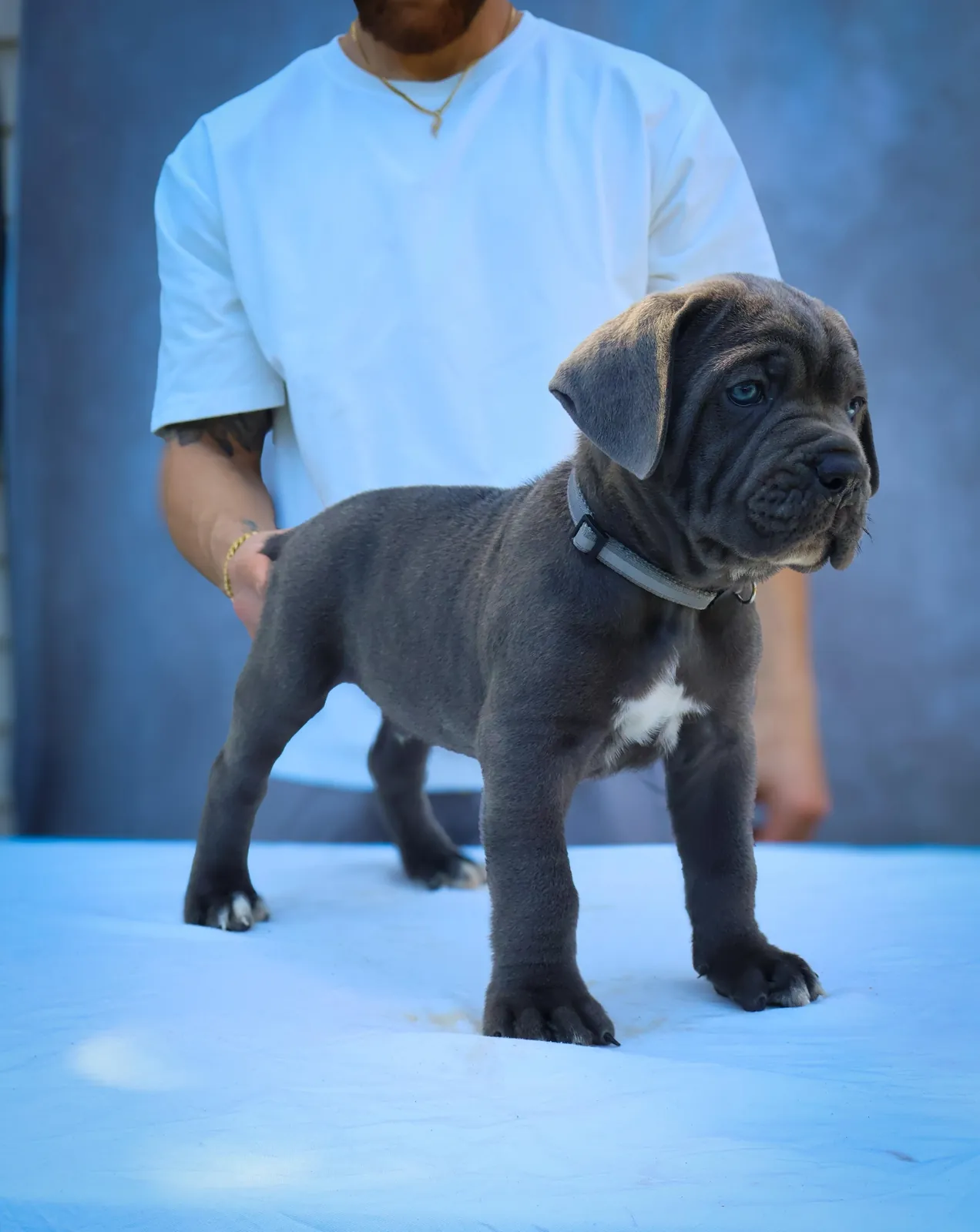 Cane Corso puppy from a past Pride Kennel litter, photo 15