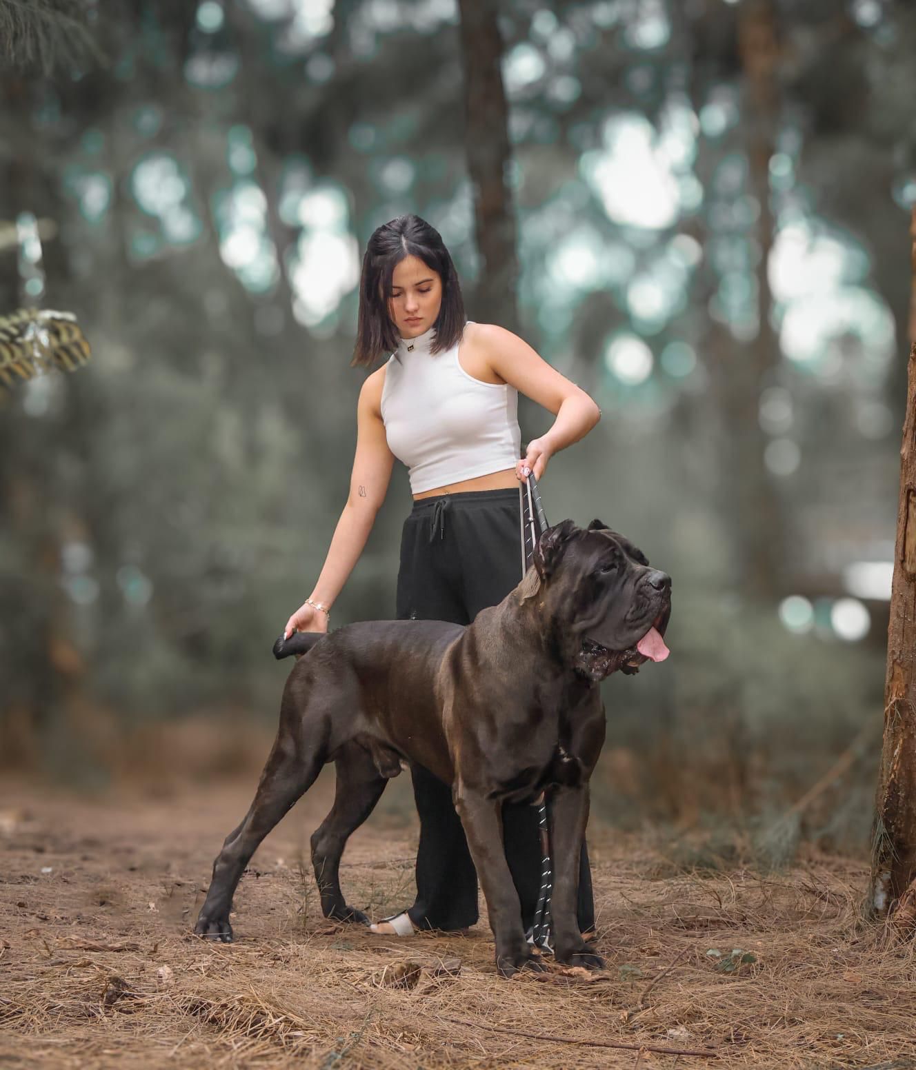 Pride Cane Corso family moment — forest portrait