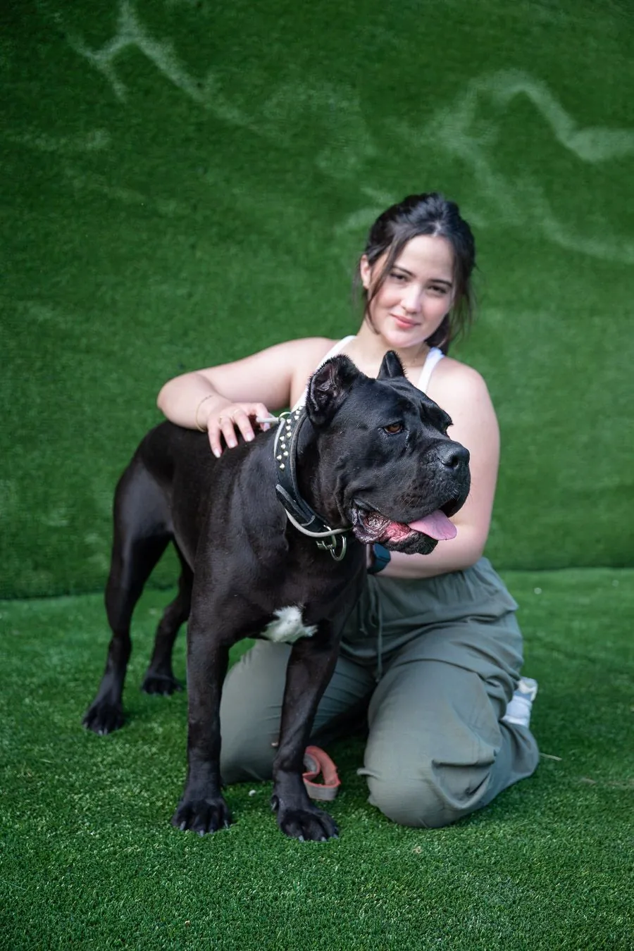 Aurora — female Cane Corso at Pride Kennel