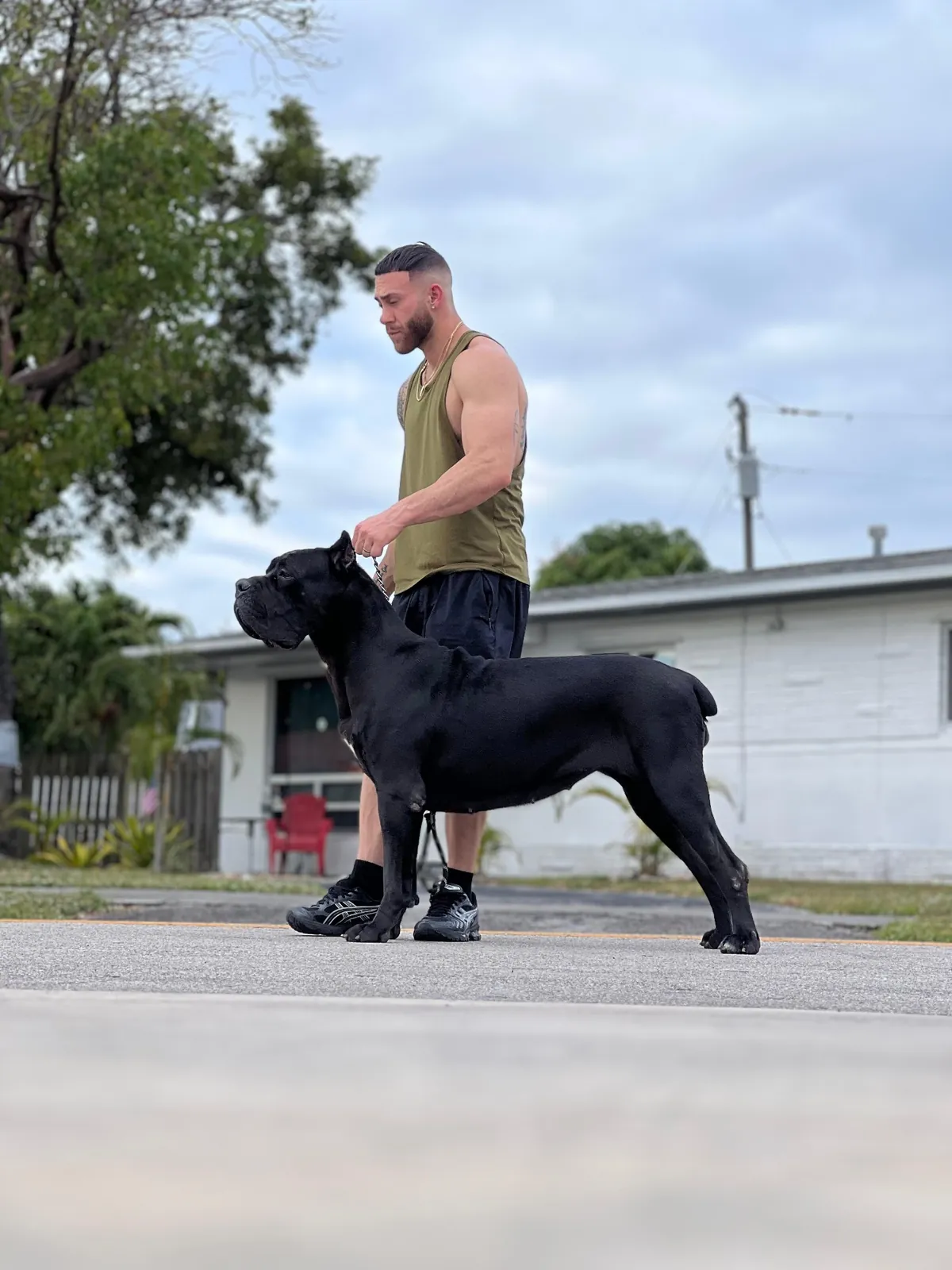 Gertrudis Custodi Nos — female Cane Corso at Pride Kennel