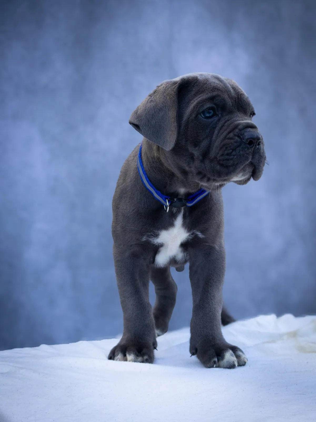 Cane Corso puppy from a past Pride Kennel litter, photo 9