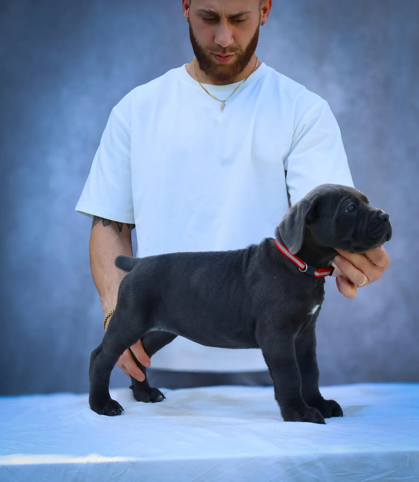 Cane Corso puppy from a past Pride Kennel litter, photo 12