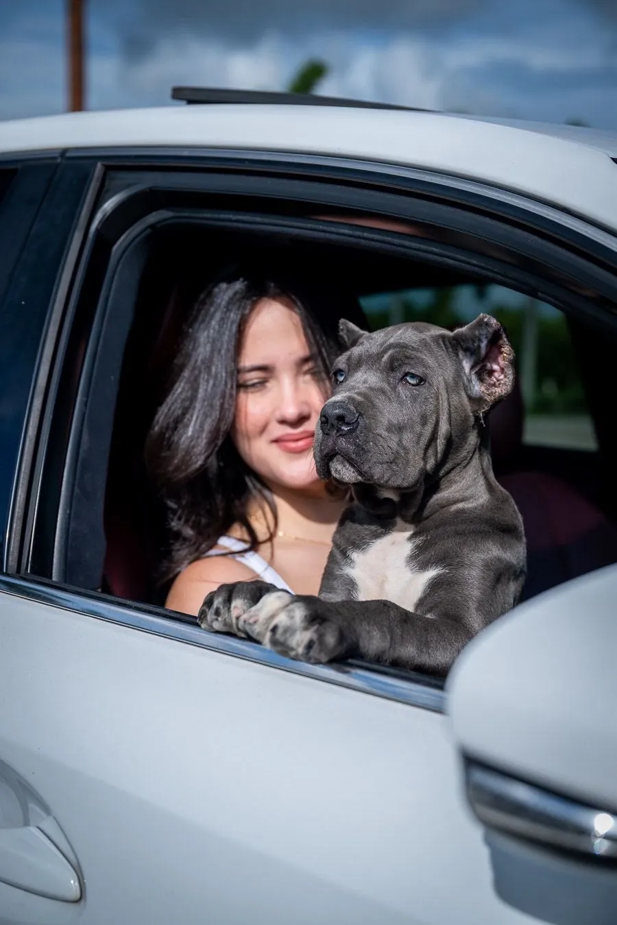 Cane Corso puppy from a past Pride Kennel litter, photo 6