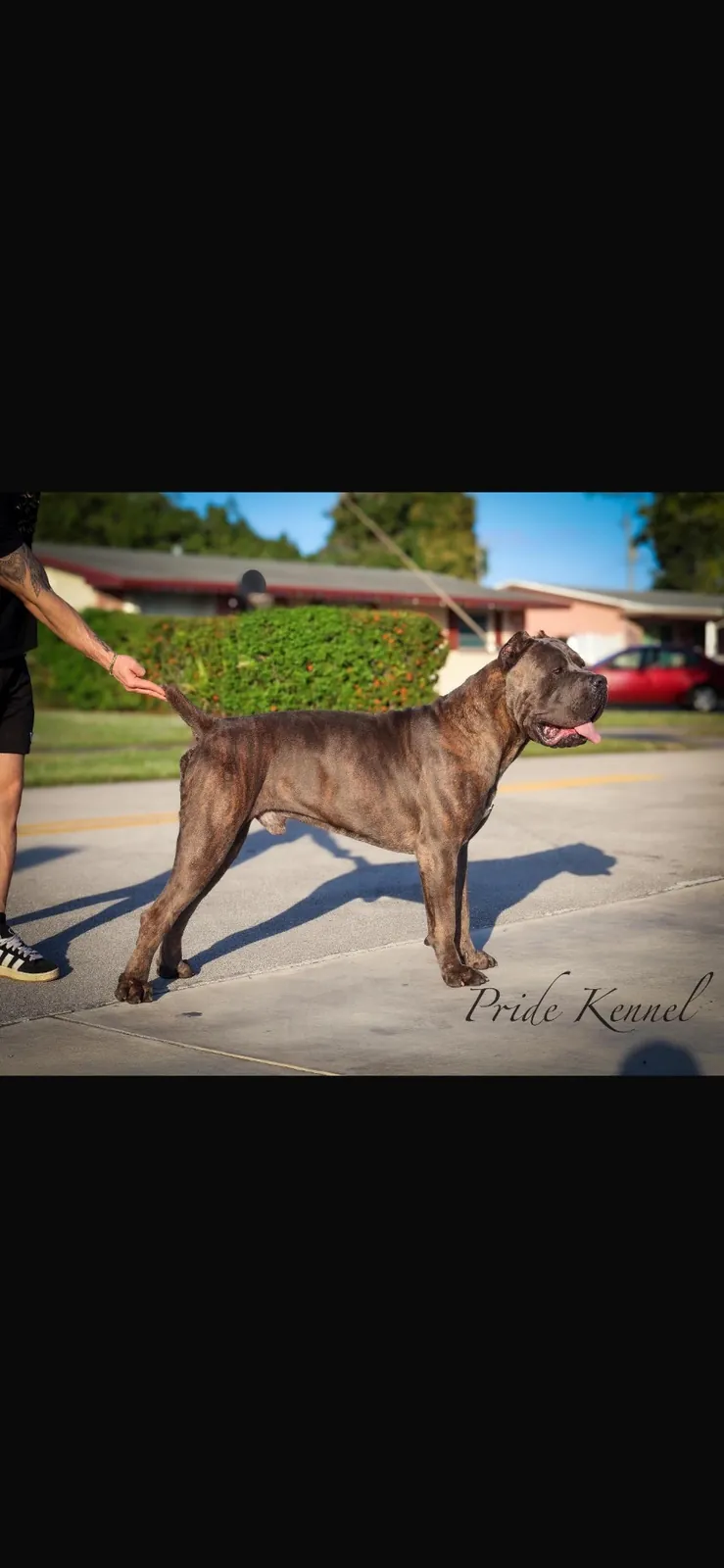 Isildur Denico Samurai (Trueno) — male Cane Corso at Pride Kennel
