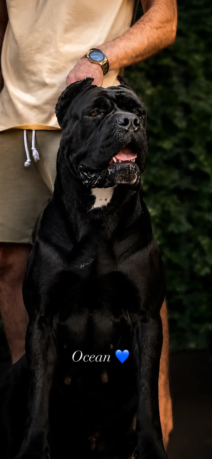 Black Ocean — female Cane Corso at Pride Kennel