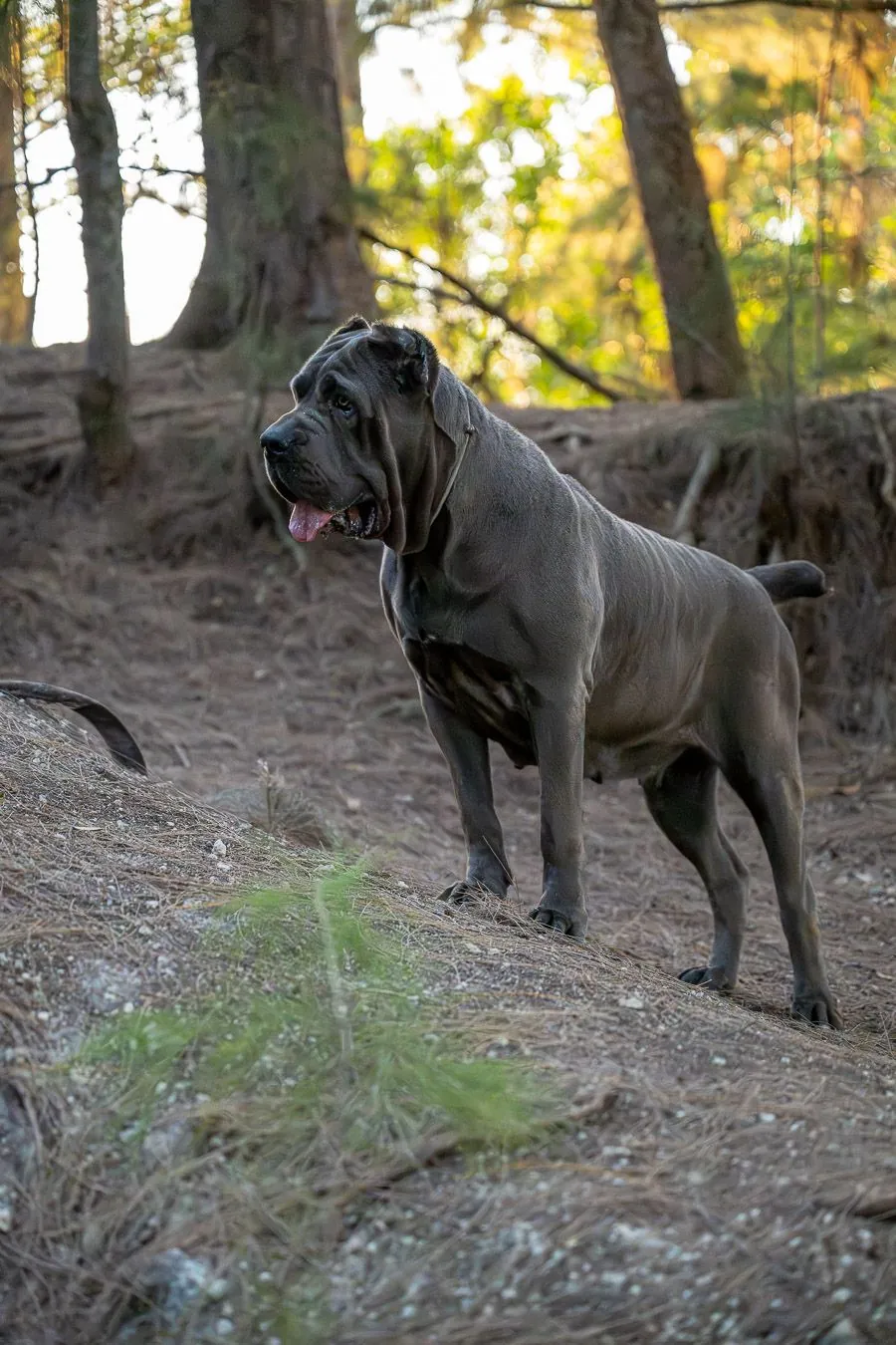 Big Summer — female Cane Corso at Pride Kennel